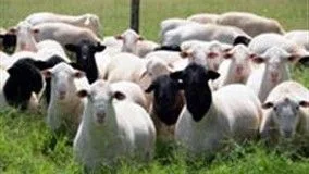 Eixo Agronegócio • Caprino-Ovinocultura e Pecuária